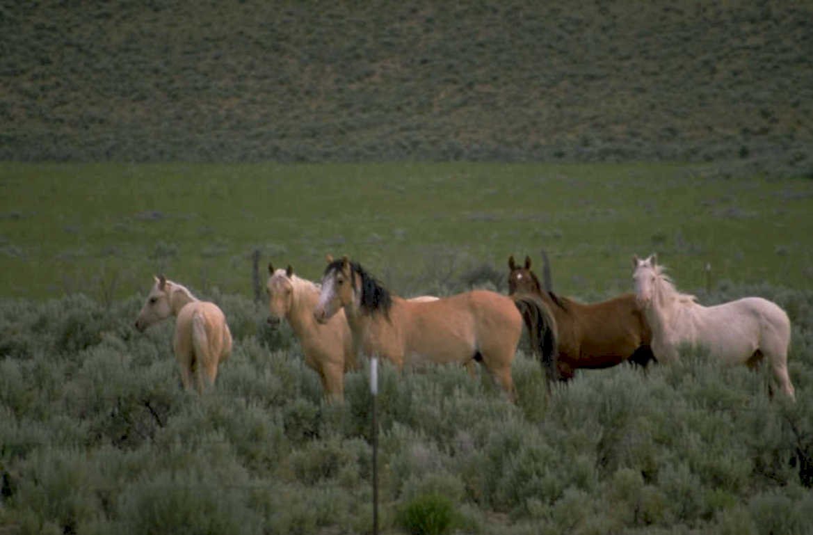 wild horses yellowstone 1980s 1990s A4 Photo Print