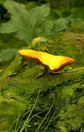 wild mushroom kueferomyces Vintage A4 Photo Print