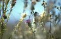 wild thistle 1 Vintage A4 Photo Print