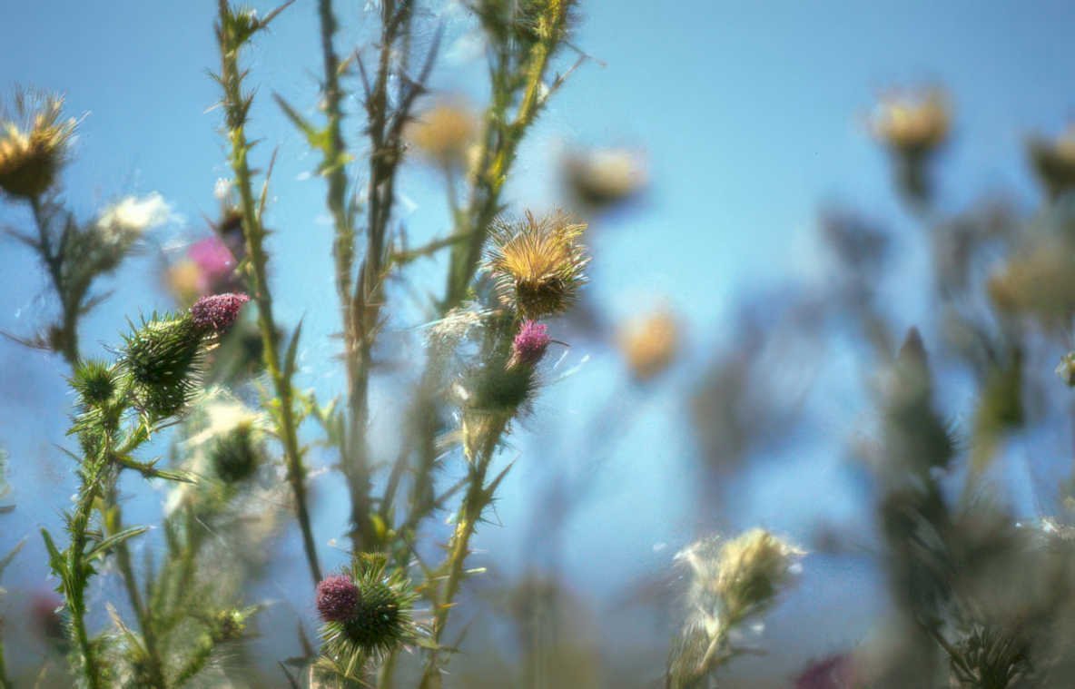 wild thistle 2 Vintage A4 Photo Print