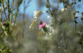 wild thistle bee Vintage A4 Photo Print
