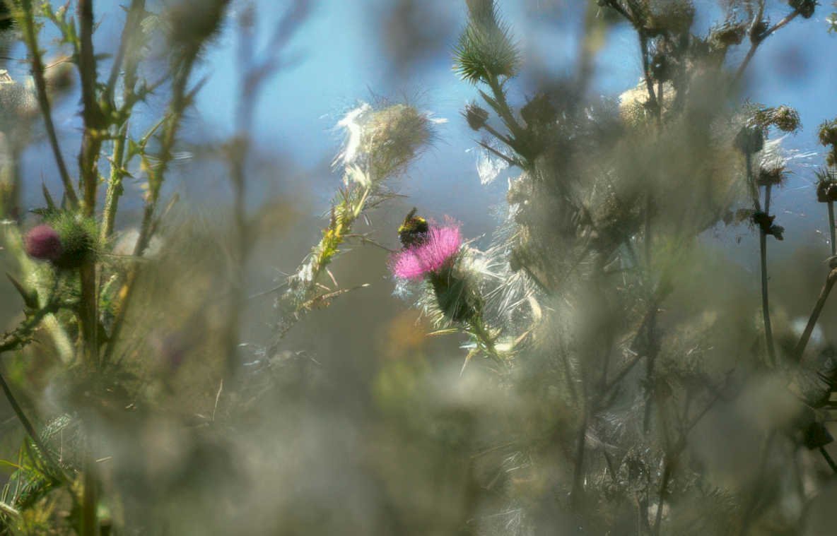 wild thistle bee Vintage A4 Photo Print