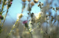 wild thistle heads Vintage A4 Photo Print