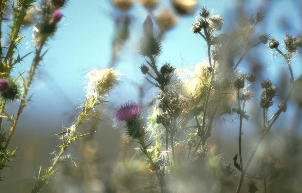 wild thistle heads Vintage A4 Photo Print