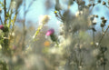 wild thistle scotland Vintage A4 Photo Print