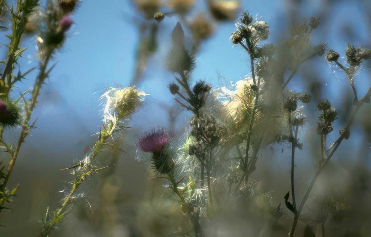 wild thistle seedheads Vintage A4 Photo Print
