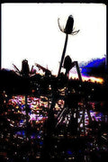 wild thistles sunset Vintage A4 Photo Print