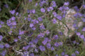 wild thyme flowers 1980s 1990s A4 Photo Print