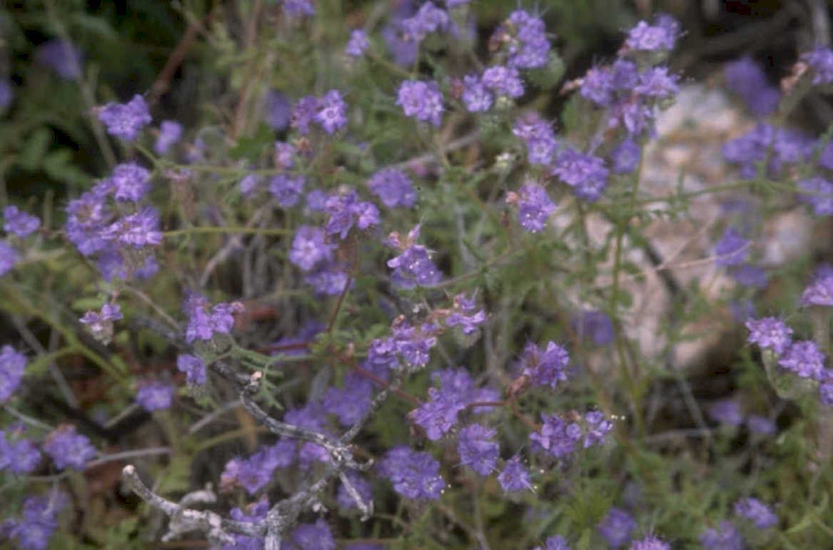 wild thyme flowers 1980s 1990s A4 Photo Print