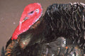 wild turkey portrait 1980s 1990s A4 Photo Print