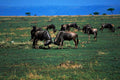wildebeest herd serengeti1980s 1990s A4 Photo Print