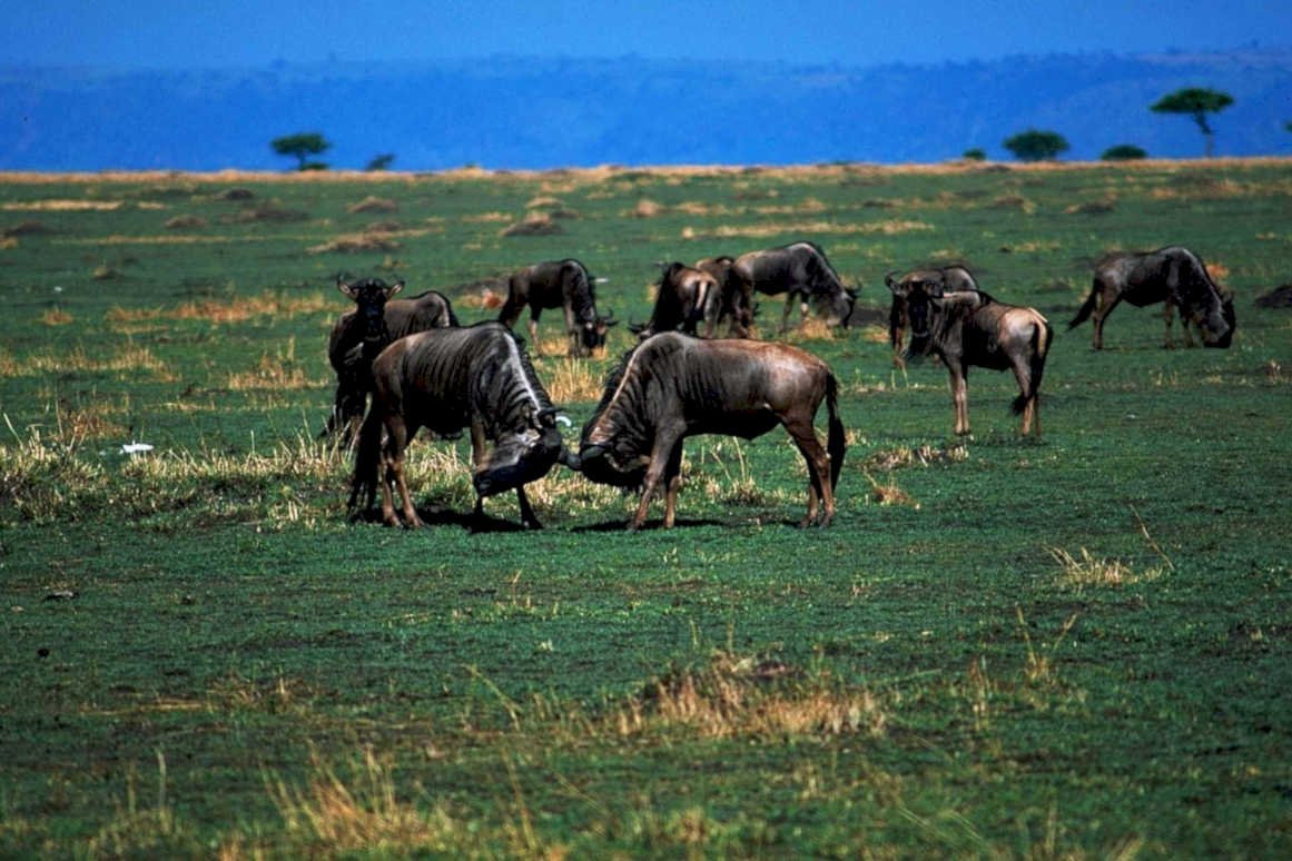 wildebeest herd serengeti1980s 1990s A4 Photo Print