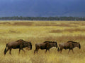 wildebeest herds serengeti 11980s 1990s A4 Photo Print