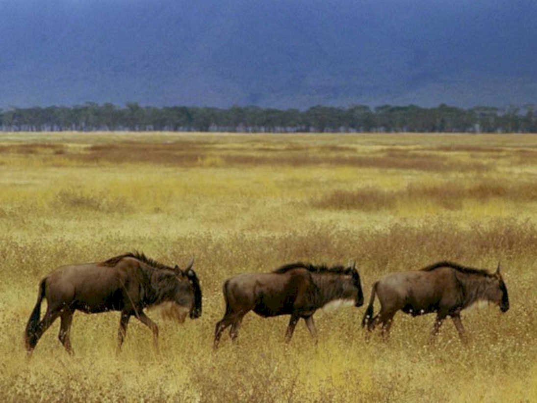 wildebeest herds serengeti 11980s 1990s A4 Photo Print