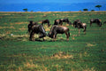 wildebeest herds serengeti 21980s 1990s A4 Photo Print