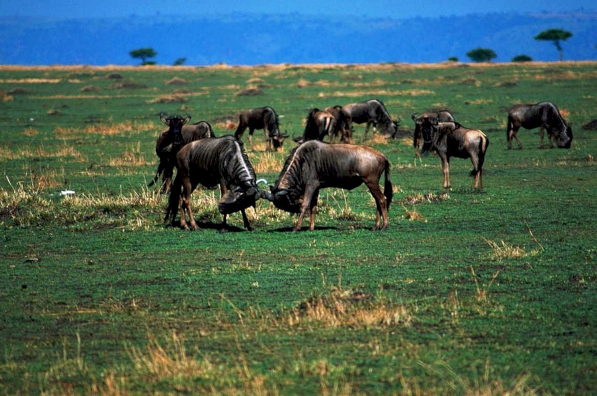 wildebeest herds serengeti 21980s 1990s A4 Photo Print