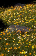 wildflower boulder meadow 1980s 1990s A4 Photo Print