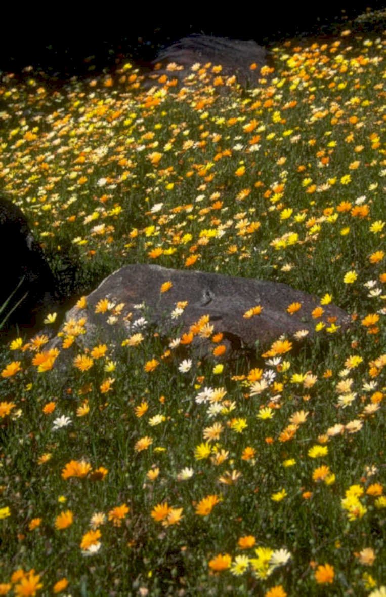 wildflower boulder meadow 1980s 1990s A4 Photo Print