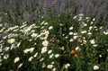 wildflower daisies lupines 1980s 1990s A4 Photo Print