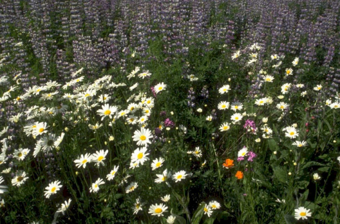 wildflower daisies lupines 1980s 1990s A4 Photo Print