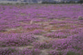 wildflower desert bloom 1980s 1990s A4 Photo Print