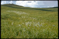 wildflower meadow hills1980s 1990s A4 Photo Print