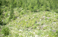 wildflower meadow yarrow Vintage A4 Photo Print