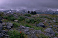 wildflower mountains rocks 1980s 1990s A4 Photo Print