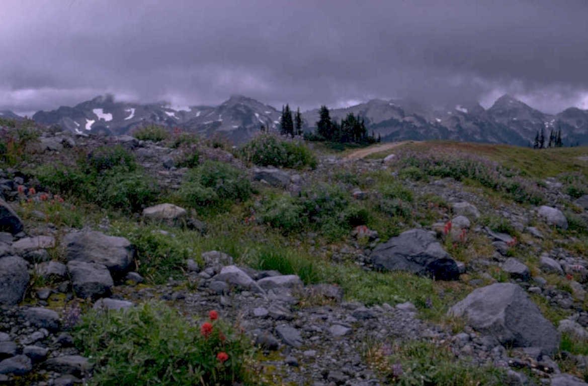 wildflower mountains rocks 1980s 1990s A4 Photo Print