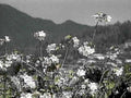 wildflower mountains scene1980s 1990s A4 Photo Print