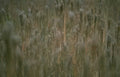 wildflower seed heads Vintage A4 Photo Print