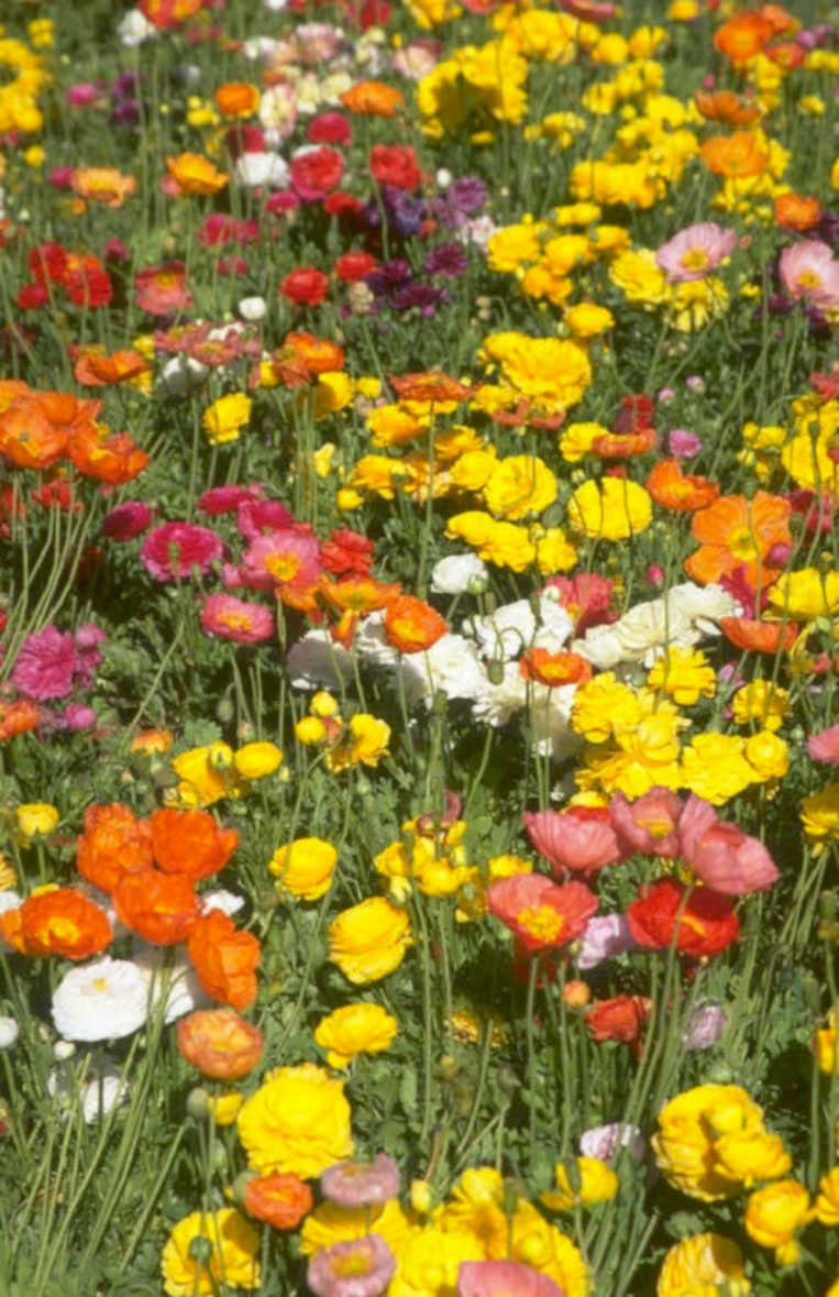 wildflower skull meadow 1980s 1990s A4 Photo Print
