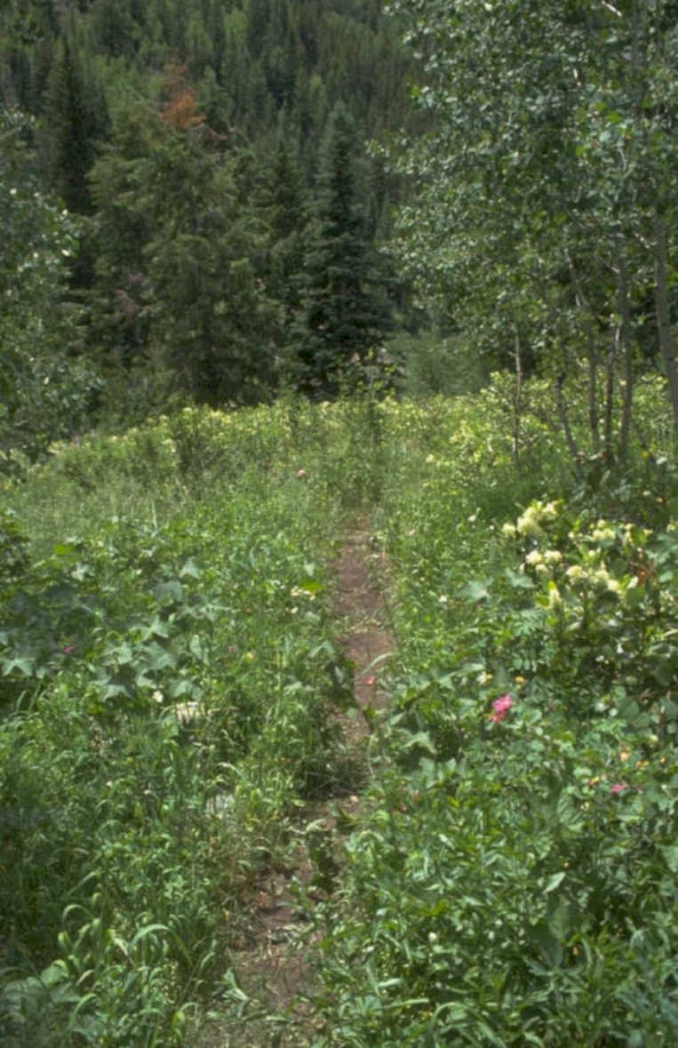 wildflower trail mountains 1980s 1990s A4 Photo Print