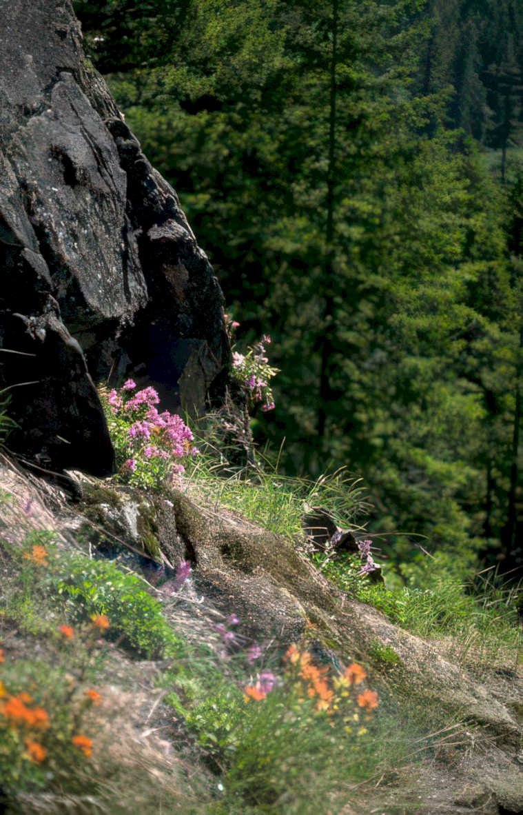 wildflowers basalt rocks Vintage A4 Photo Print