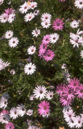 wildflowers daisies pink 1980s 1990s A4 Photo Print