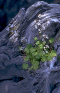 wildflowers decay trunk 1980s 1990s A4 Photo Print