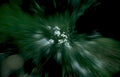wildflowers forest motion Vintage A4 Photo Print