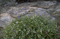 wildflowers granite mountains 1980s 1990s A4 Photo Print