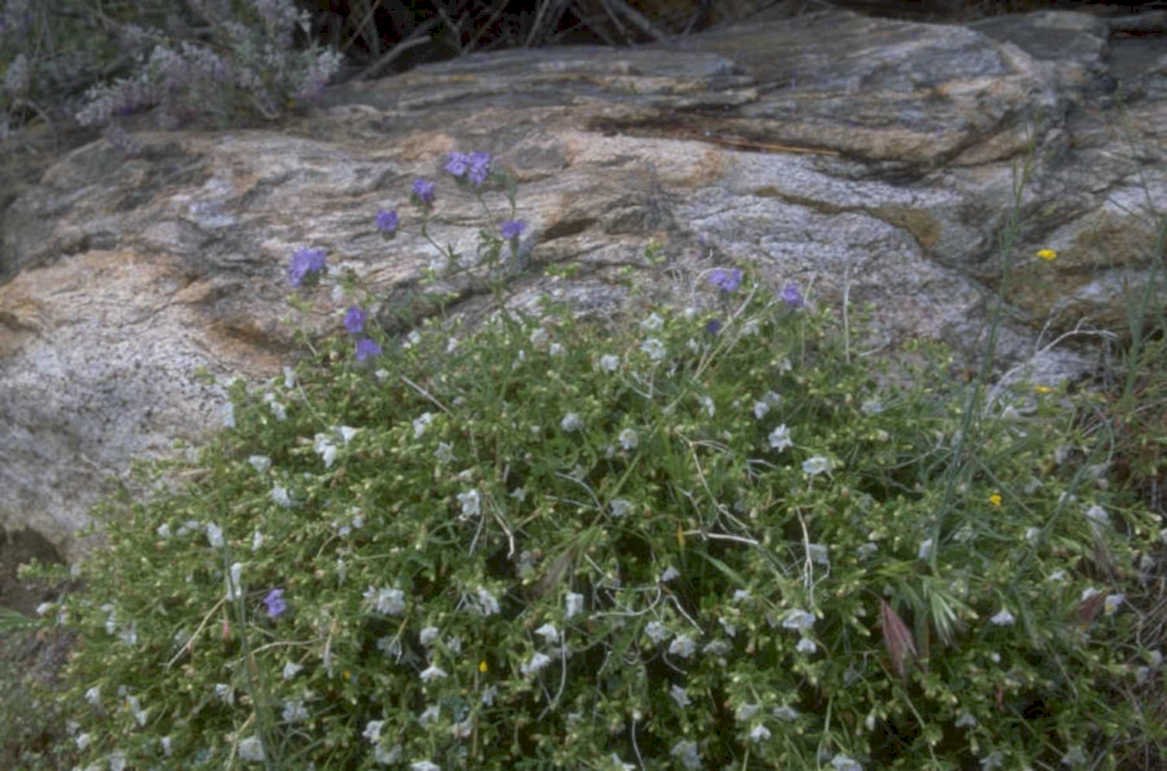 wildflowers granite mountains 1980s 1990s A4 Photo Print