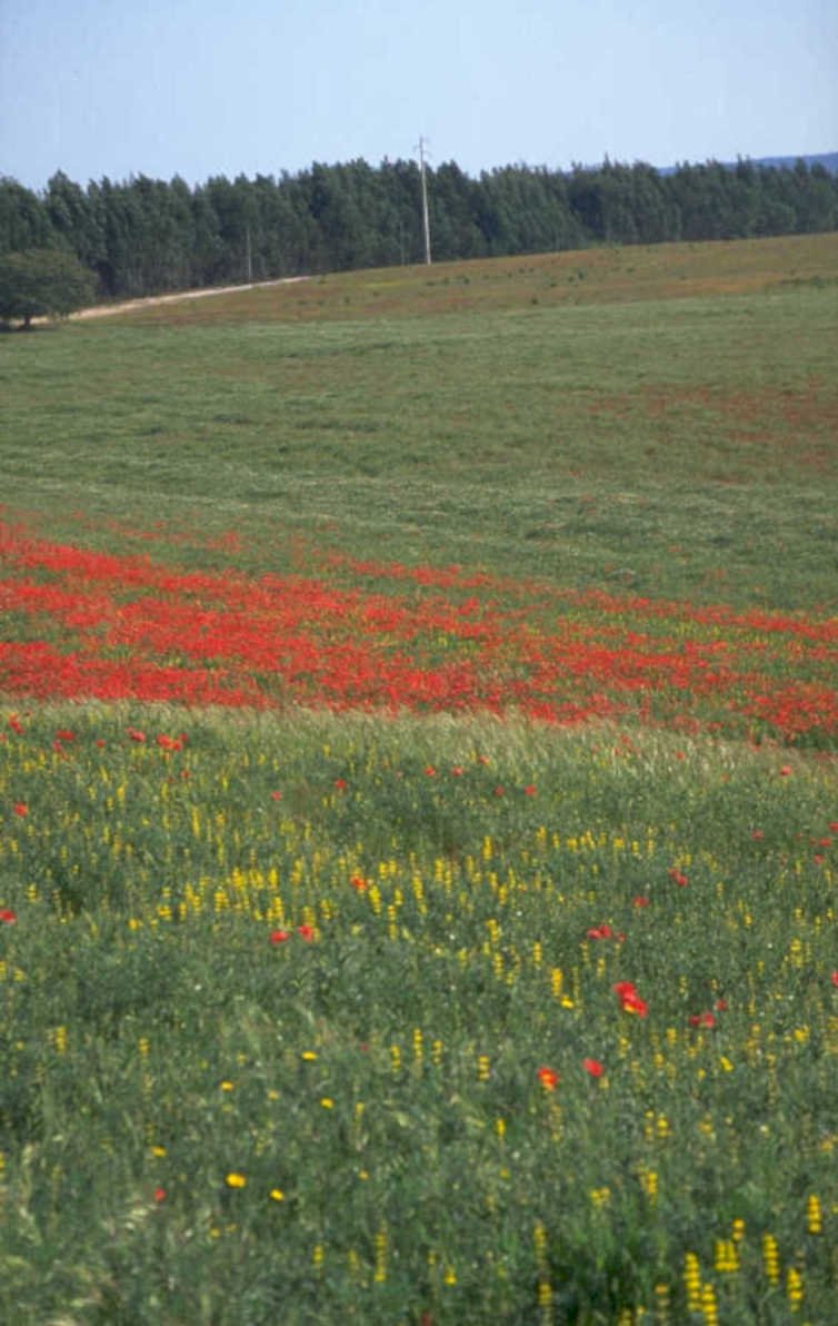 wildflowers pasture trees 1980s 1990s A4 Photo Print