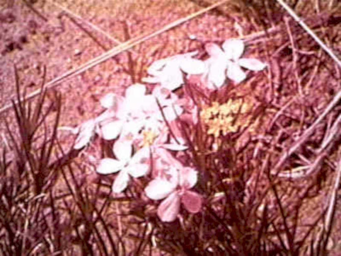 wildflowers scilla spring1980s 1990s A4 Photo Print
