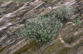 wildflowers shale cliff 1980s 1990s A4 Photo Print