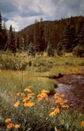 wildflowers stream mountains Vintage A4 Photo Print