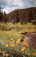 wildflowers stream rocks Vintage A4 Photo Print
