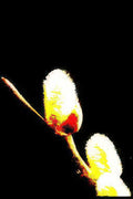willow buds catkins Vintage A4 Photo Print