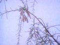 willow catkins branch1980s 1990s A4 Photo Print