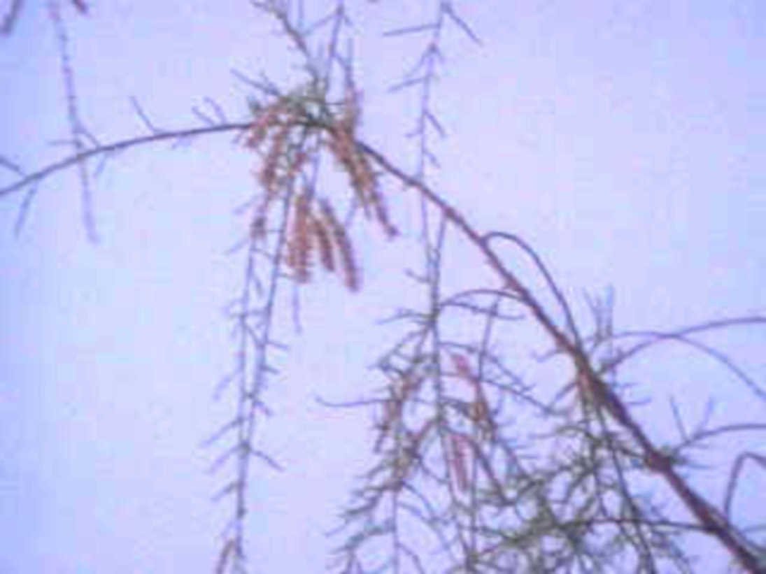 willow catkins branch1980s 1990s A4 Photo Print
