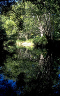 willow creek reflection 1980s 1990s A4 Photo Print