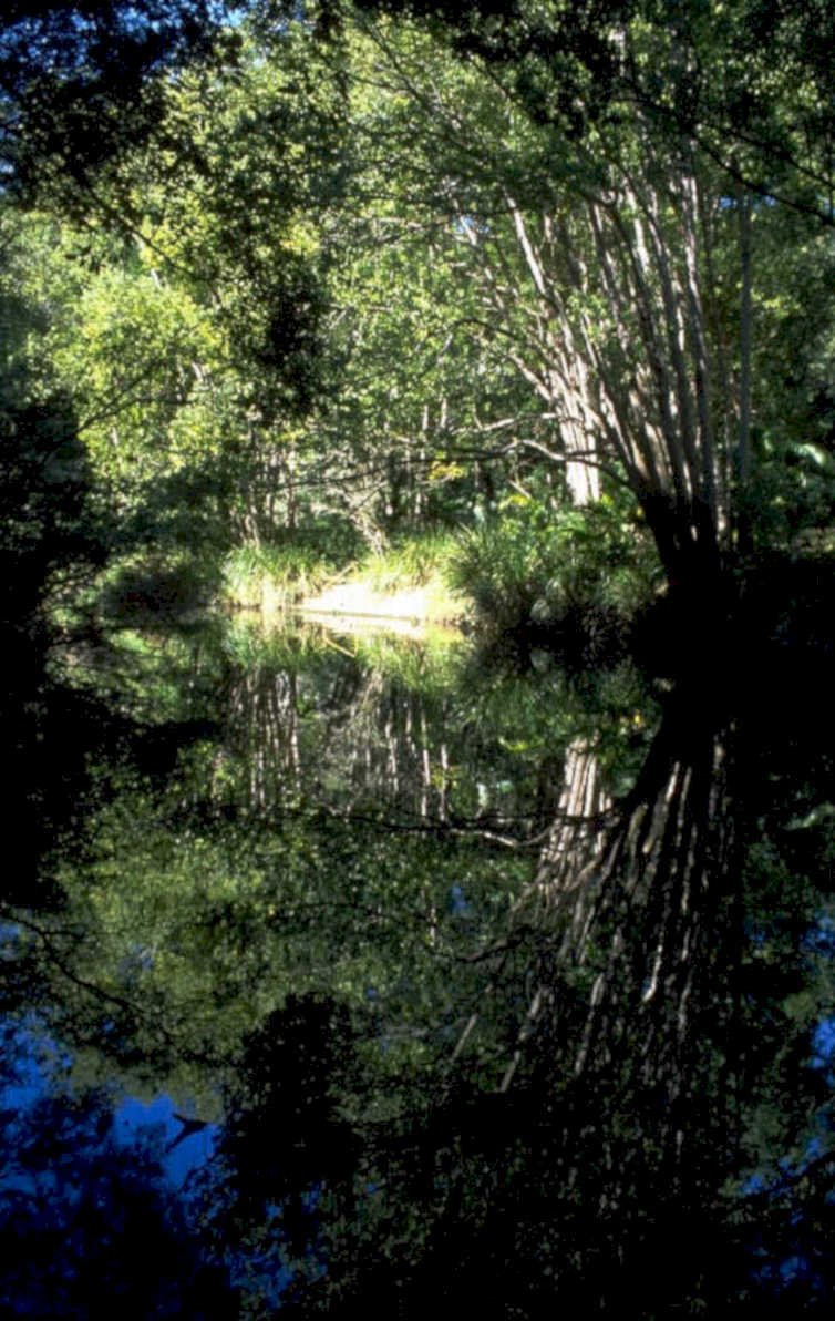 willow creek reflection 1980s 1990s A4 Photo Print