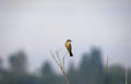 willow flycatcher branch Vintage A4 Photo Print